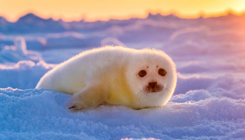 bébé phoque sur la neige